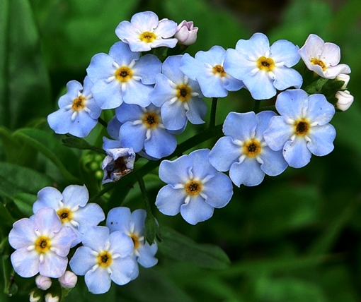 {Myosotis scorpioides}